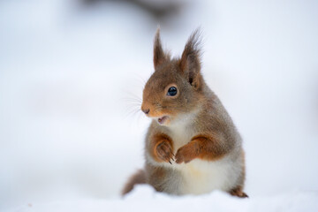 Cute Norwegian Red squirrel (Sciurus vulgaris) in snow