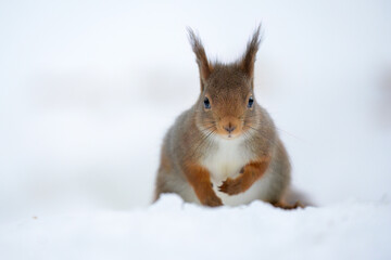 Cute Norwegian Red squirrel (Sciurus vulgaris) in snow