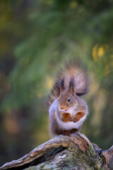 Cute Norwegian Red squirrel (Sciurus vulgaris)