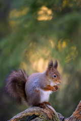 Cute Norwegian Red squirrel (Sciurus vulgaris)