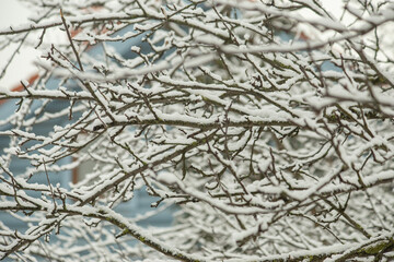 A close-up view of tree branches covered in fresh snow, creating a delicate winter pattern against a blurred background. 