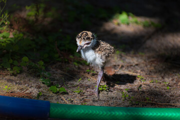 Masked lapwing (Vanellus miles) hatching curiously investigating a green and blue garden hose against a natural background of dirt and weed like foliage