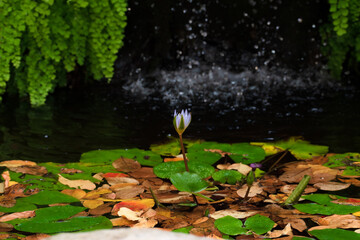 Single isolated water lily (Nymphaeaceae) sprouting amongst a collection of green lily pads and dead fallen leaves against a natural background of falling water and foliage 
