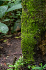 Musgos sobre el tronco