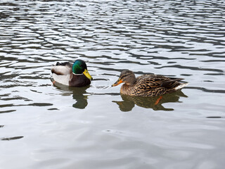 Male and female of mallard, wild duck (Anas platyrhynchos) 