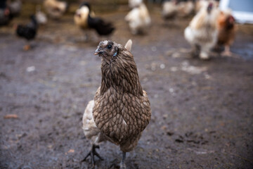 A brown chicken stands on muddy ground in focus, with a group of chickens in various colors scattered in the background in an outdoor setting.