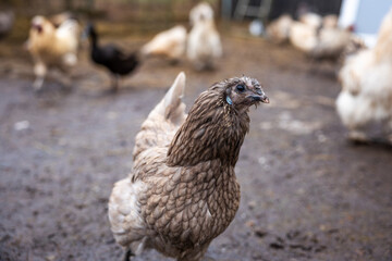 A brown chicken with detailed feather patterns stands in a muddy area, surrounded by other chickens. A ladder and fencing are visible in the background.