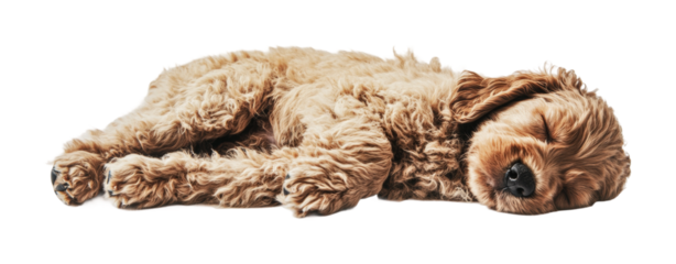 Soft brown puppy peacefully sleeping on a comfortable surface during a cozy afternoon indoors, cut out