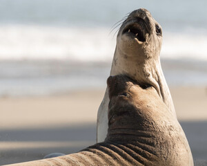 Northern Elephant seals (Mirounga angustirostris) pup or sea elephants are very large, oceangoing earless seals, California Coast