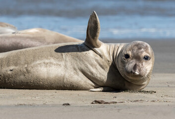 Obraz premium Northern Elephant seals (Mirounga angustirostris) pup or sea elephants are very large, oceangoing earless seals, California Coast