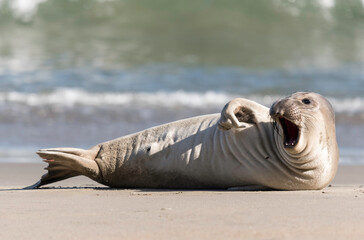 Northern Elephant seals (Mirounga angustirostris) pup or sea elephants are very large, oceangoing...