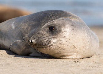 Northern Elephant seals (Mirounga angustirostris) pup or sea elephants are very large, oceangoing...