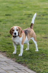 Beagle bitch standing on the lawn in the garden and looking at something, spring day, green background
