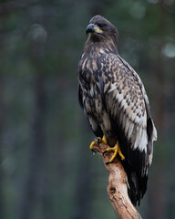White-tailed eagle (Haliaeetus albicilla)
