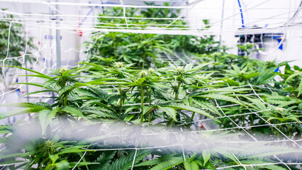 Young Cannabis Plants In Veg Cycle