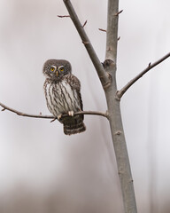 Eurasian Pygmy Owl Perched &ndash; Estonia&rsquo;s Forest Wildlife