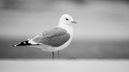 Black-Legged Kittiwake in Monochrome – Lofoten Islands, Norway