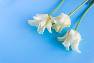 White tulip, spring flower. Copy space blue background