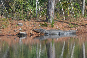 Alligator resting by the bank of a freshwater lake.