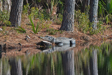 Alligator basking in the sun by a freshwater marsh.