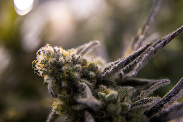 A Live Mac Cannabis Flower Up Close
