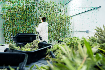Hanging Freshly Harvested Cannabis Flower To Dry