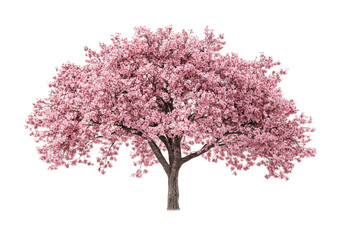 Obraz premium Beautiful blooming cherry tree symbolizes spring renewal and growth in a serene landscape perfect for outdoor settings or nature-themed designs, cut out