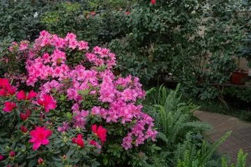 Photo sur Plexiglas Blooming pink azalias flowers, azalia flowers in a greenhouse