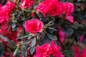 Blooming pink azalias flowers, azalia flowers in a greenhouse