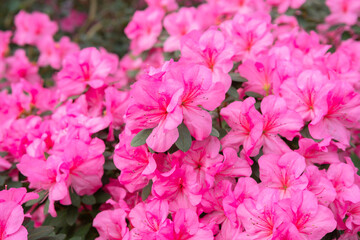 Blooming pink azalias flowers, azalia flowers in a greenhouse