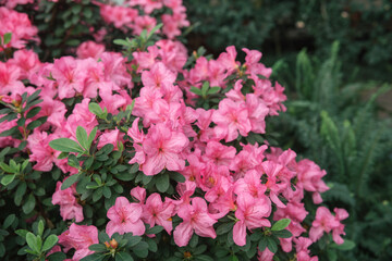 Pink azaleas in a greenhouse garden