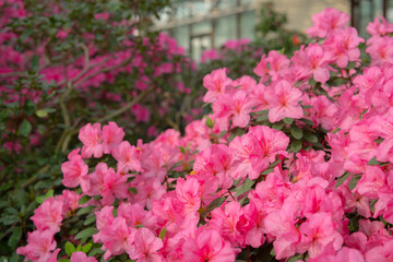  Pink azaleas in a greenhouse garden