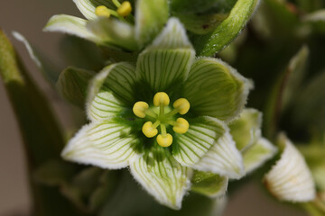 Close-up of a White Hellebore ( Veratrum album ) blossom with six yellow stamina