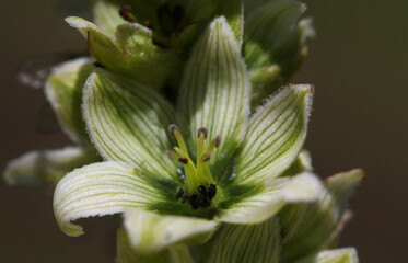 Close-up of aphids sucking on a White Hellebore ( Veratrum album ) blossom