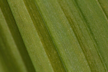 White Hellebore ( Veratrum album ) plant close-up of the upper side of its green leaf 