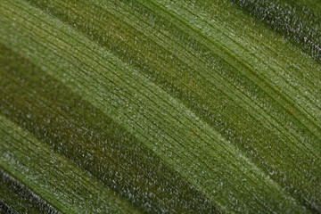 White Hellebore ( Veratrum album ) plant close-up of the underside of a hairy green leaf with trichomes