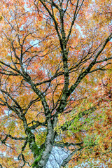 Obraz premium Laubbäume