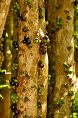 Detail of fruits at different stages of maturation on the trunks and branches of an adult jabuticabeira 2