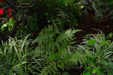 Close-up of green fern leaves in sunlight
