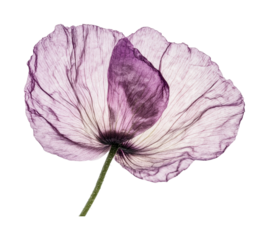 Delicate purple flower showcasing translucent petals, perfect for design purposes such as print, cards, or posters, cut out