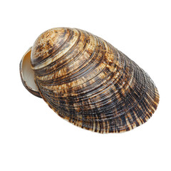 Obraz premium Clam isolated on transparent background, PNG