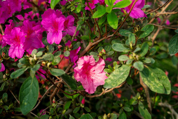 Azalea Flowers in a Greenhouse, blooming azalea