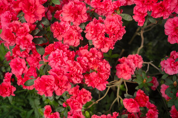 Azalea Flowers in a Greenhouse, blooming azalea