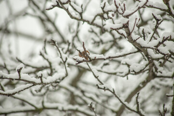 A close-up view of tree branches covered in fresh snow, creating a delicate winter pattern against a blurred background. The intricate details of the frost-covered limbs highlight the beauty of nature
