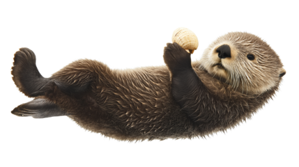 Adorable sea otter floating on its back, holding a seashell, isolated on white background, PNG format 