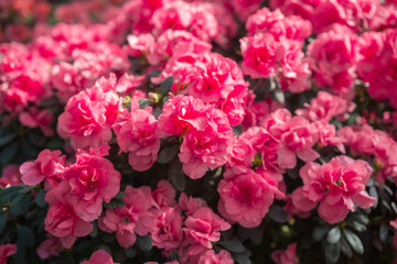  Vibrant Azalea Blossoms in a Greenhouse.