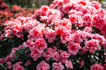  Vibrant Azalea Blossoms in a Greenhouse.