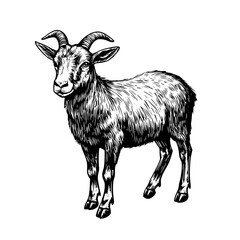 Detailed engraved illustration of a goat showcasing its unique features and textures in a traditional vector style