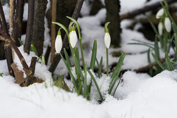Three snowdrop flowers, with white petals and green stems, push up through a layer of snow, surrounded by bare branches 