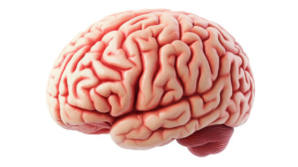 Realistic human brain isolated on transparent background representing intelligence and creativity